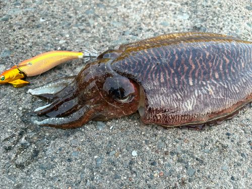 スミイカの釣果