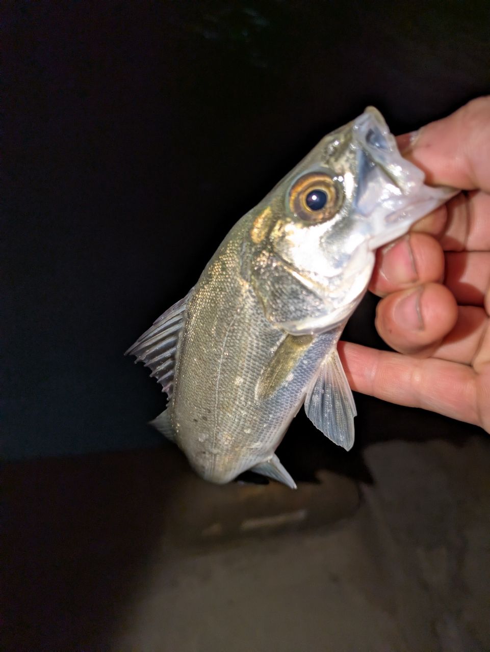 セイゴ（マルスズキ）