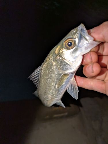 セイゴ（マルスズキ）の釣果