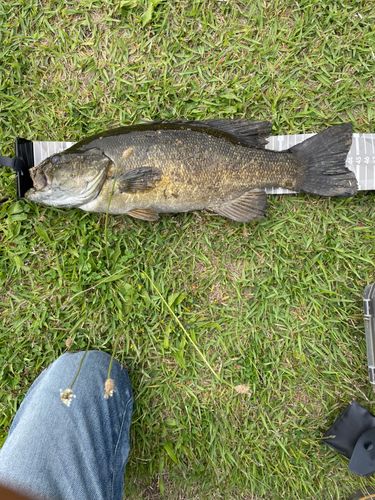 スモールマウスバスの釣果
