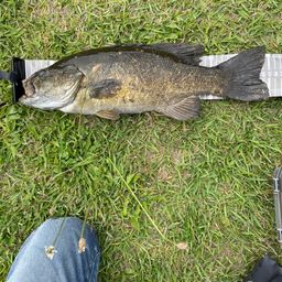 スモールマウスバス