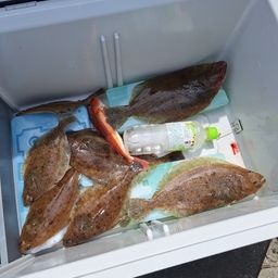 カレイ