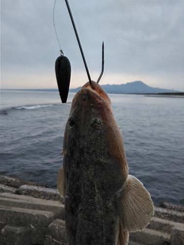 マゴチの釣果