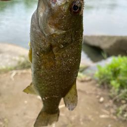 スモールマウスバス