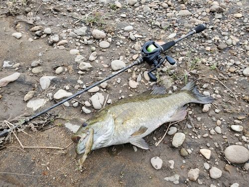 スモールマウスバスの釣果
