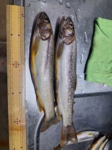 アメマスの釣果