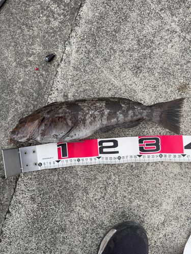 アイナメの釣果