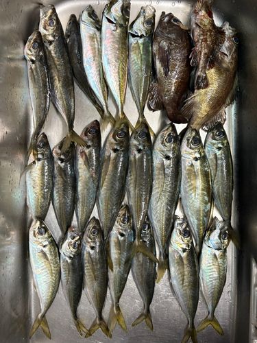 アジの釣果