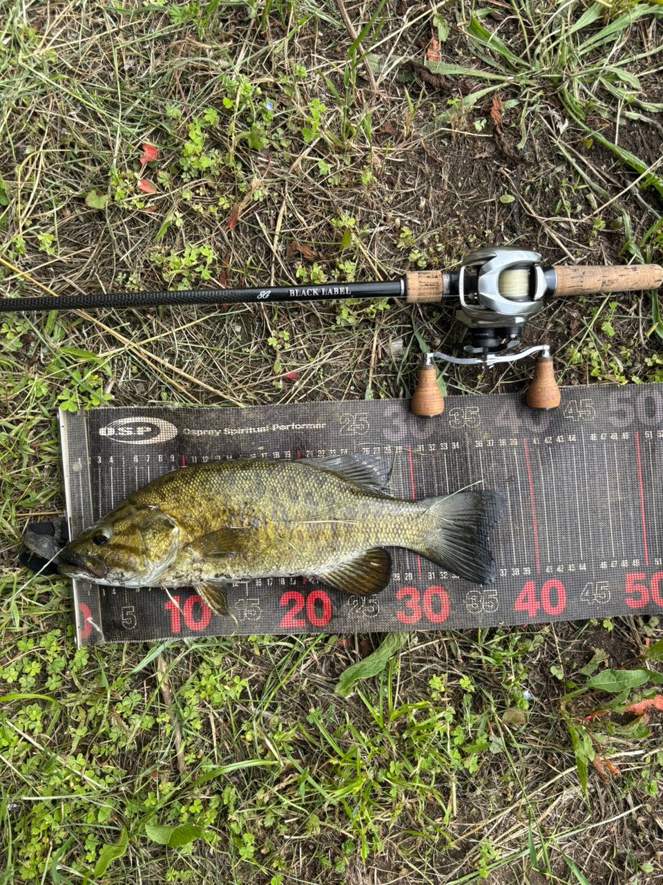 スモールマウスバス