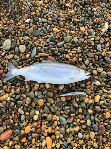 サクラマスの釣果