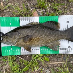 スモールマウスバス