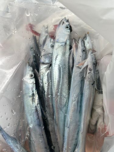 サンマの釣果