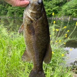 スモールマウスバス