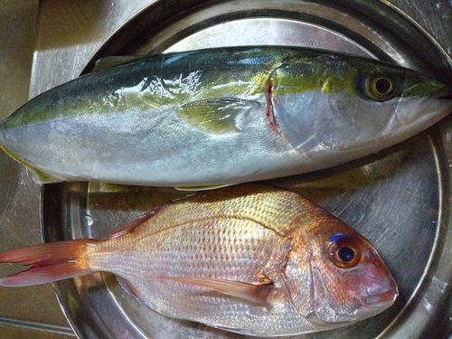 ハマチの釣果