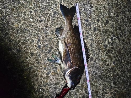 チヌの釣果