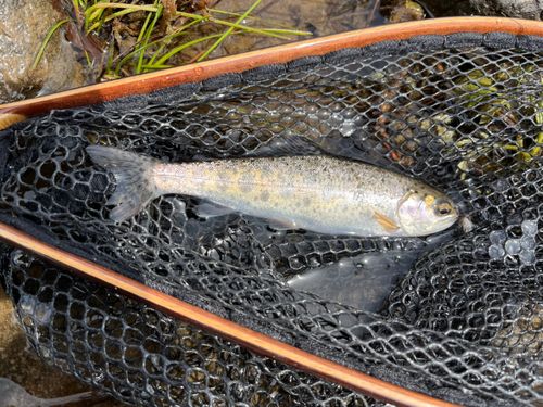 ニジマスの釣果
