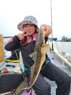 マゴチの釣果