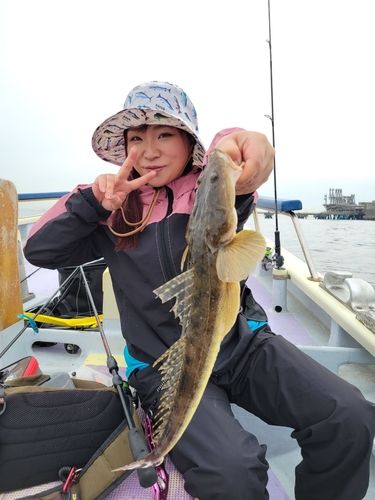 マゴチの釣果