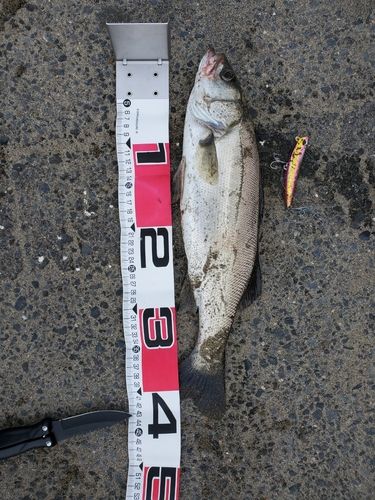 フッコ（マルスズキ）の釣果