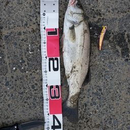 フッコ（マルスズキ）