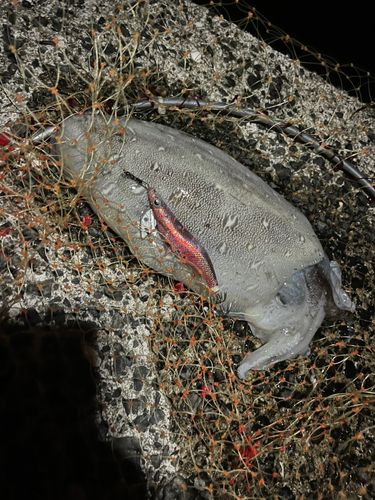 コウイカの釣果