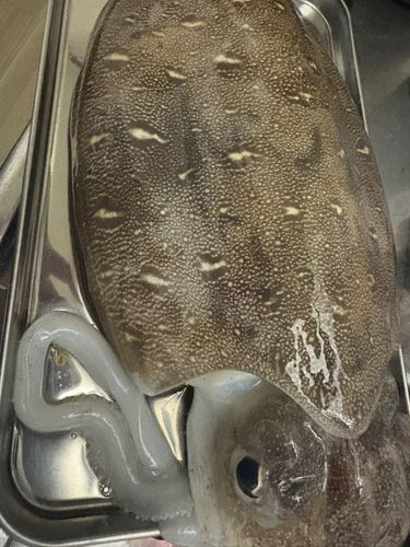 モンゴウイカの釣果