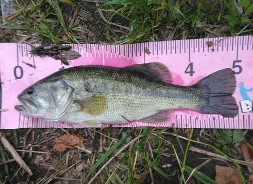 ブラックバスの釣果