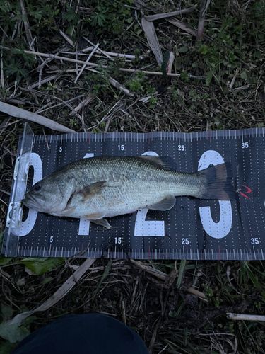 ラージマウスバスの釣果