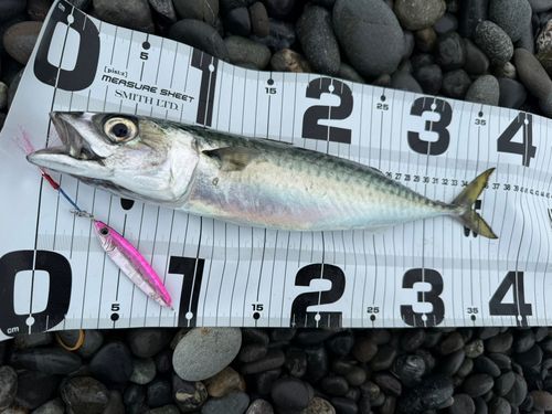 サバの釣果