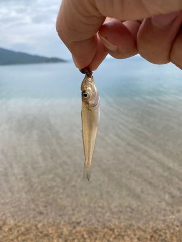 シロギスの釣果