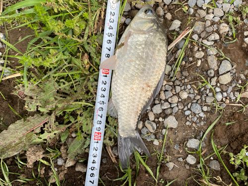 ヘラブナの釣果