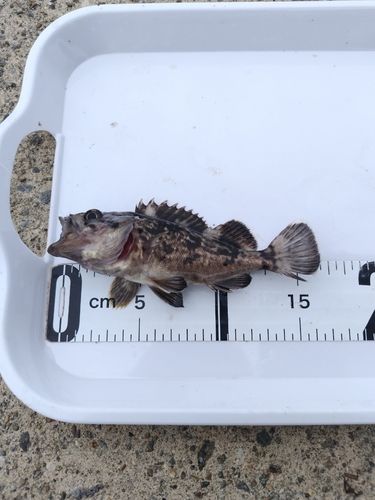 クロソイの釣果