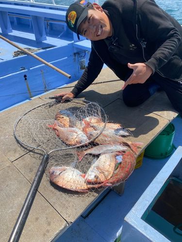 ハナダイの釣果