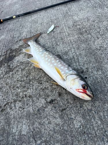 アメマスの釣果