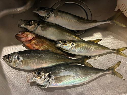 アジの釣果