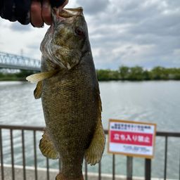 スモールマウスバス