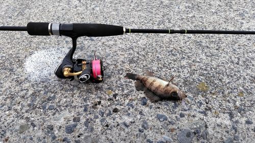 シロメバルの釣果