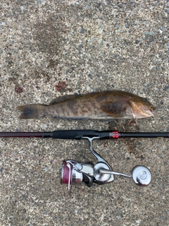 アイナメの釣果