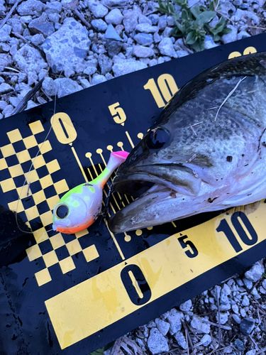 ラージマウスバスの釣果