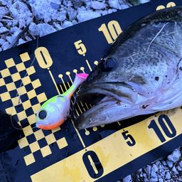 ラージマウスバス