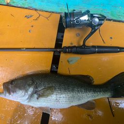 ラージマウスバス