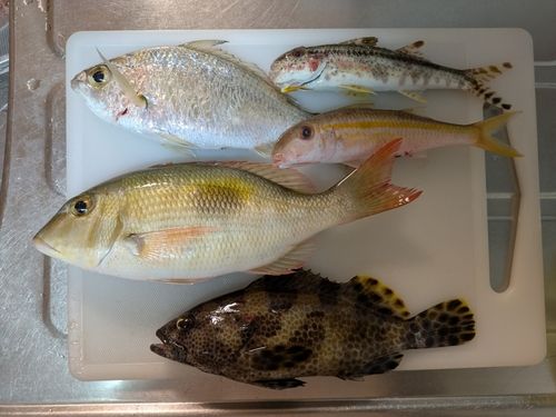 ムルーの釣果