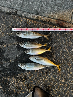 アジの釣果