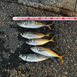 アジ