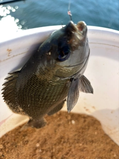 メジナの釣果