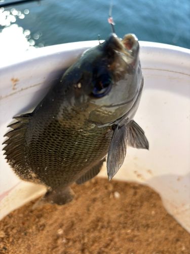 メジナの釣果