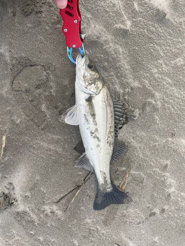 セイゴ（タイリクスズキ）の釣果