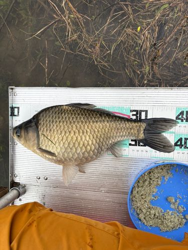 ヘラブナの釣果