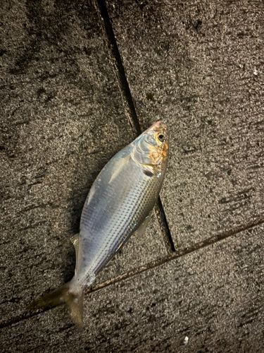 釣果