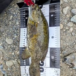 スモールマウスバス